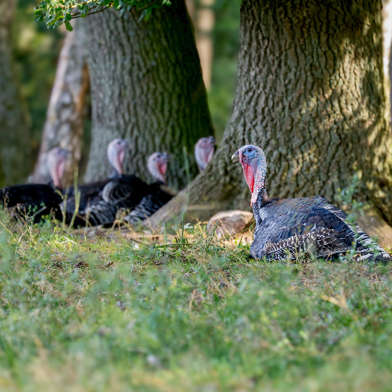 Schwarze Bio Waldlandputen im Wald