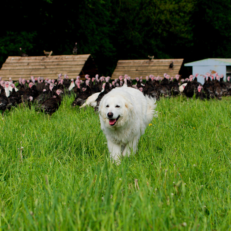 Hütehund bei den Waldlandputen