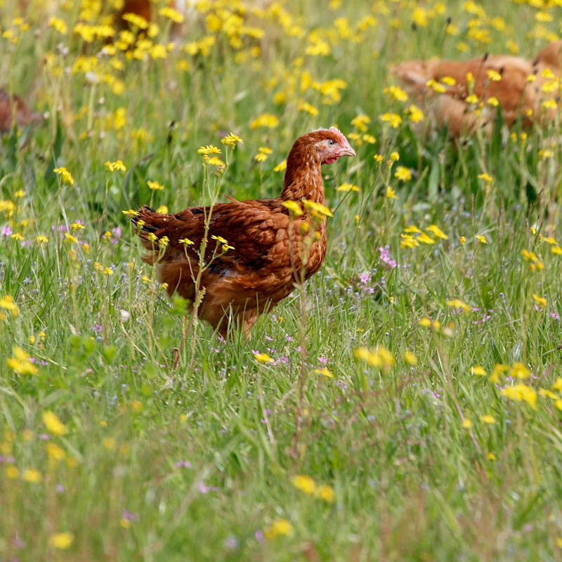 Braunes Bio-Hähnchen in Blumenwiese